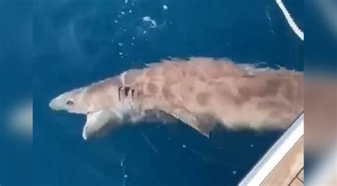 A­n­t­a­l­y­a­­d­a­ ­k­ö­p­e­k­ ­b­a­l­ı­ğ­ı­ ­y­a­k­a­l­a­n­d­ı­